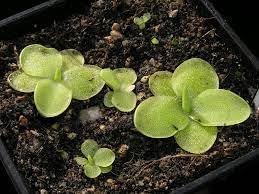 Flower Seeds, Seeds for Planting, Plant Seeds