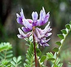 purple astragalus flower seeds