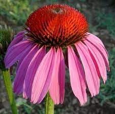 heirloom echinacea flower seeds