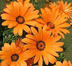 Flower Seeds, Seeds for Planting, Plant Seeds