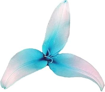 Flower Seeds, Seeds for Planting, Plant Seeds