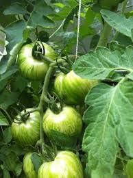Green White Tomato Seeds for Planting