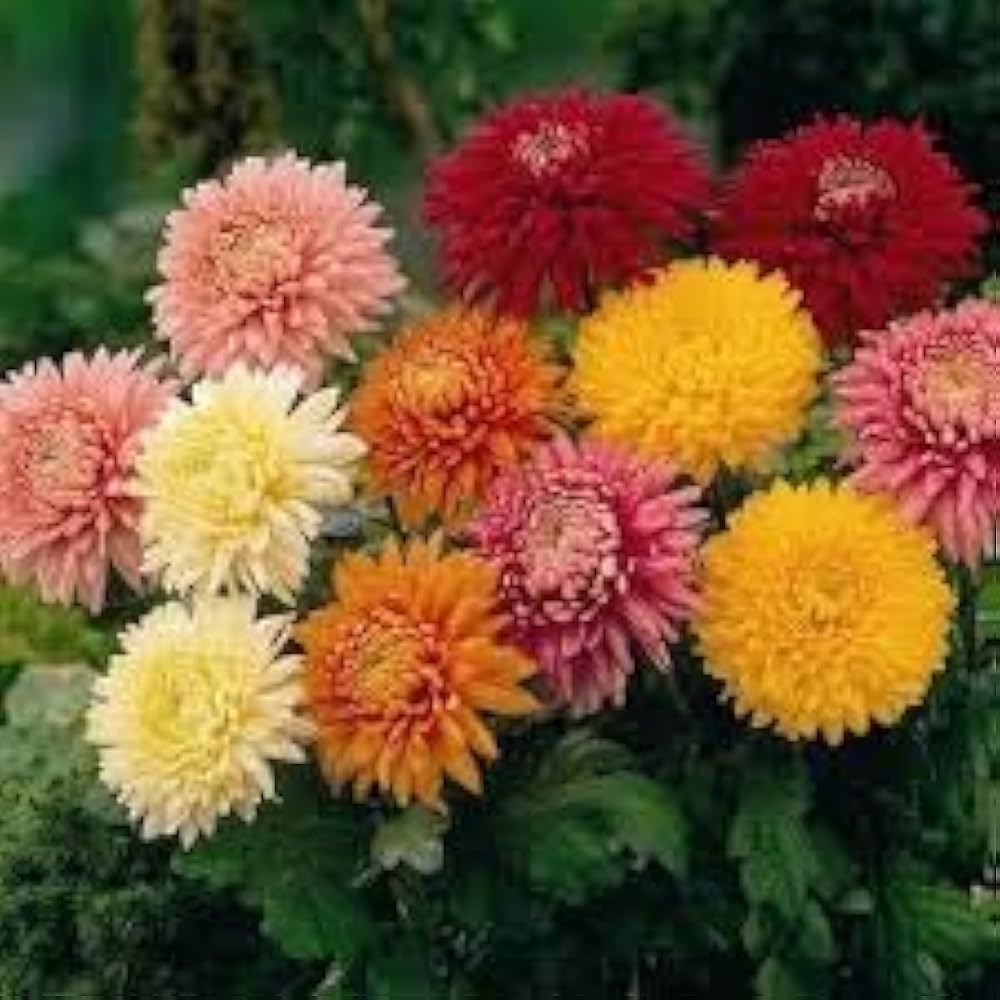 chrysanthemum robinson flower seeds