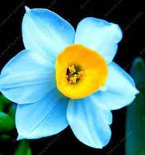 blue yellow flower seeds