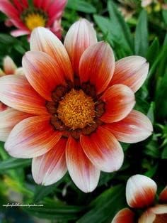 white orange flower seeds