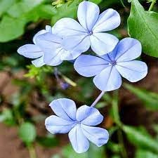 Flower Seeds, Seeds for Planting, Plant Seeds