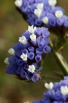 Flower Seeds, Seeds for Planting, Plant Seeds