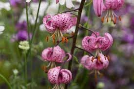 Flower Seeds, Seeds for Planting, Plant Seeds