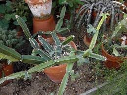 Flower Seeds, Seeds for Planting, Plant Seeds