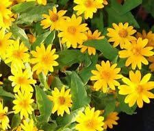 Flower Seeds, Seeds for Planting, Plant Seeds