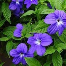 heirloom browallia flower seeds