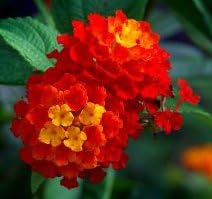 Flower Seeds, Seeds for Planting, Plant Seeds