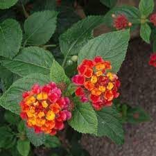organic heirloom flower seeds