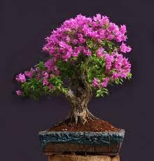 lagerstroemia indica flower seeds