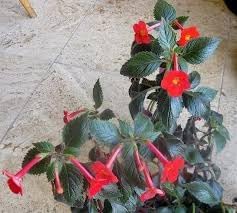 Flower Seeds, Seeds for Planting, Plant Seeds