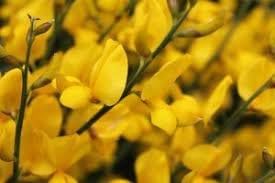 yellow heirloom flower seeds
