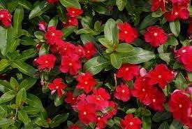 organic heirloom flower seeds