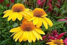 yellow heirloom flower seeds