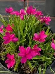 rhodohypoxis flower flower seeds