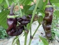 Black Chili Pepper Seeds for Planting