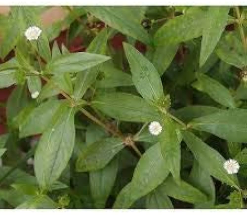 bhringraj plant seeds Bhringraj Flower Seeds for Planting – Heirloom, Non-GMO, Medicinal Herb Garden Seeds with High Germination