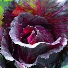 Flower Seeds, Seeds for Planting, Plant Seeds