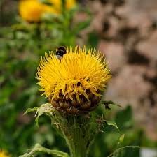 centaurea moschata flower seeds