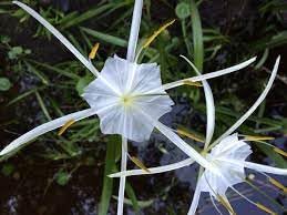 Flower Seeds, Seeds for Planting, Plant Seeds