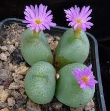 Flower Seeds, Seeds for Planting, Plant Seeds