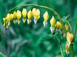 heirloom non flower seeds