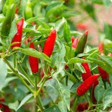 Tabasco Hot Pepper Seeds for Planting
