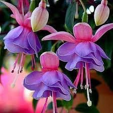 Flower Seeds, Seeds for Planting, Plant Seeds