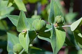 Flower Seeds, Seeds for Planting, Plant Seeds