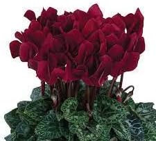 Flower Seeds, Seeds for Planting, Plant Seeds