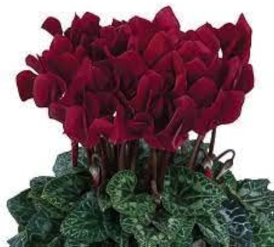 cyclamen cyclamen flower seeds