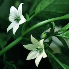 Flower Seeds, Seeds for Planting, Plant Seeds