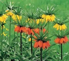 Flower Seeds, Seeds for Planting, Plant Seeds