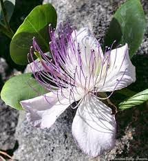 capers flower flower seeds