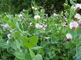Pisum Sativum Flower Seeds for Planting