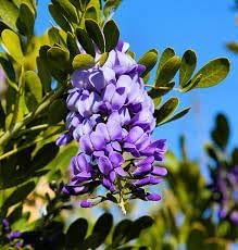 heirloom mescal flower seeds