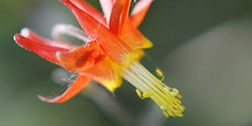 Flower Seeds, Seeds for Planting, Plant Seeds