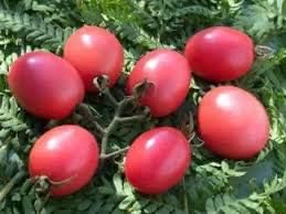 Giant Monster Pink Tomato Seeds for Planting
