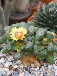 Flower Seeds, Seeds for Planting, Plant Seeds