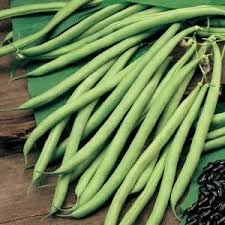 Stringless Bean Vegetable Seeds for Planting