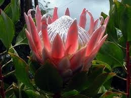 Flower Seeds, Seeds for Planting, Plant Seeds