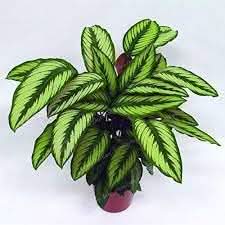 futaba calathea flower seeds