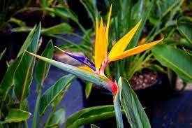 Flower Seeds, Seeds for Planting, Plant Seeds