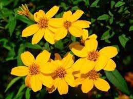 lemmonii flower flower seeds