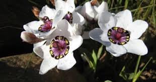 Flower Seeds, Seeds for Planting, Plant Seeds