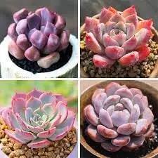 echeveria flowering flower seeds
